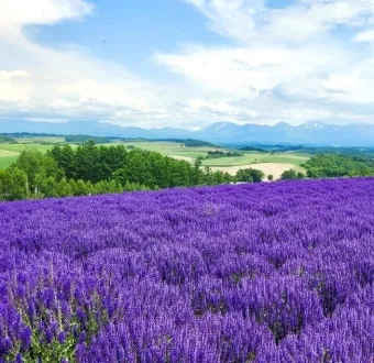 7월 8월 북해도 여름 날씨 홋카이도 삿포로 여행 최적기 성수기 옷차림 완벽 가이드_7