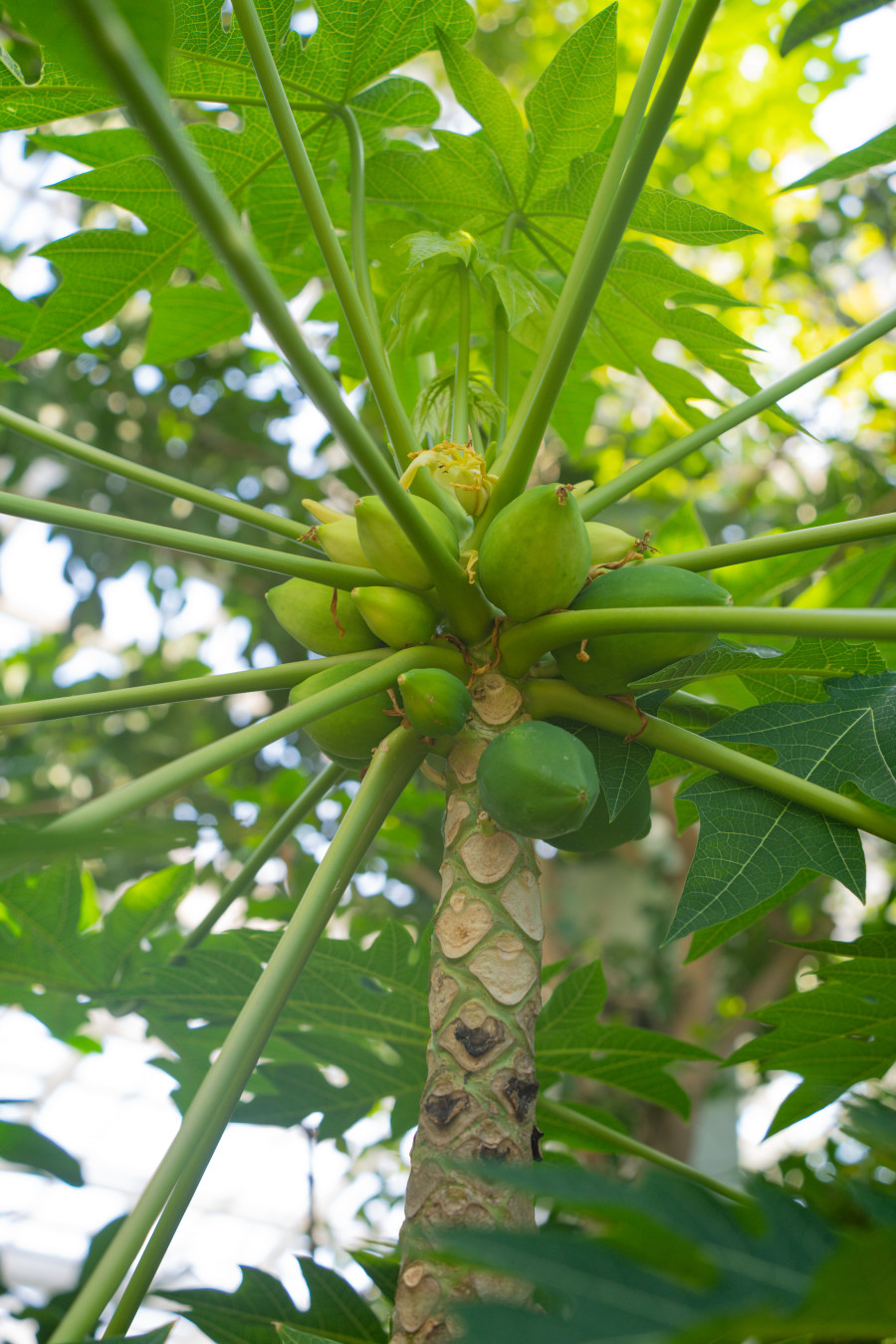 영흥 수목원 파파야