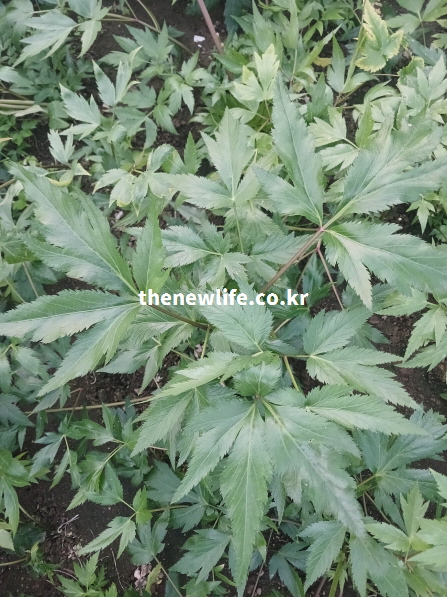 농장에서 자라고 있는 건강한 당귀잎의 근접 촬영