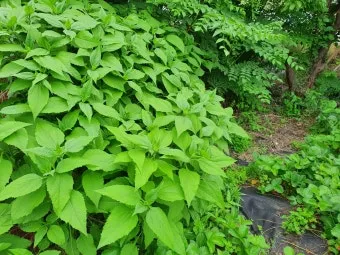 감자 수확시기 지역별 차이와 재배 팁_9