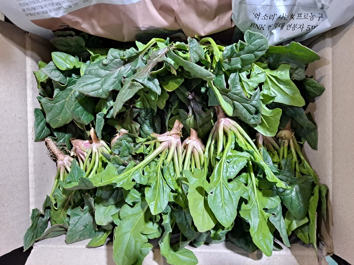 시금치 건강