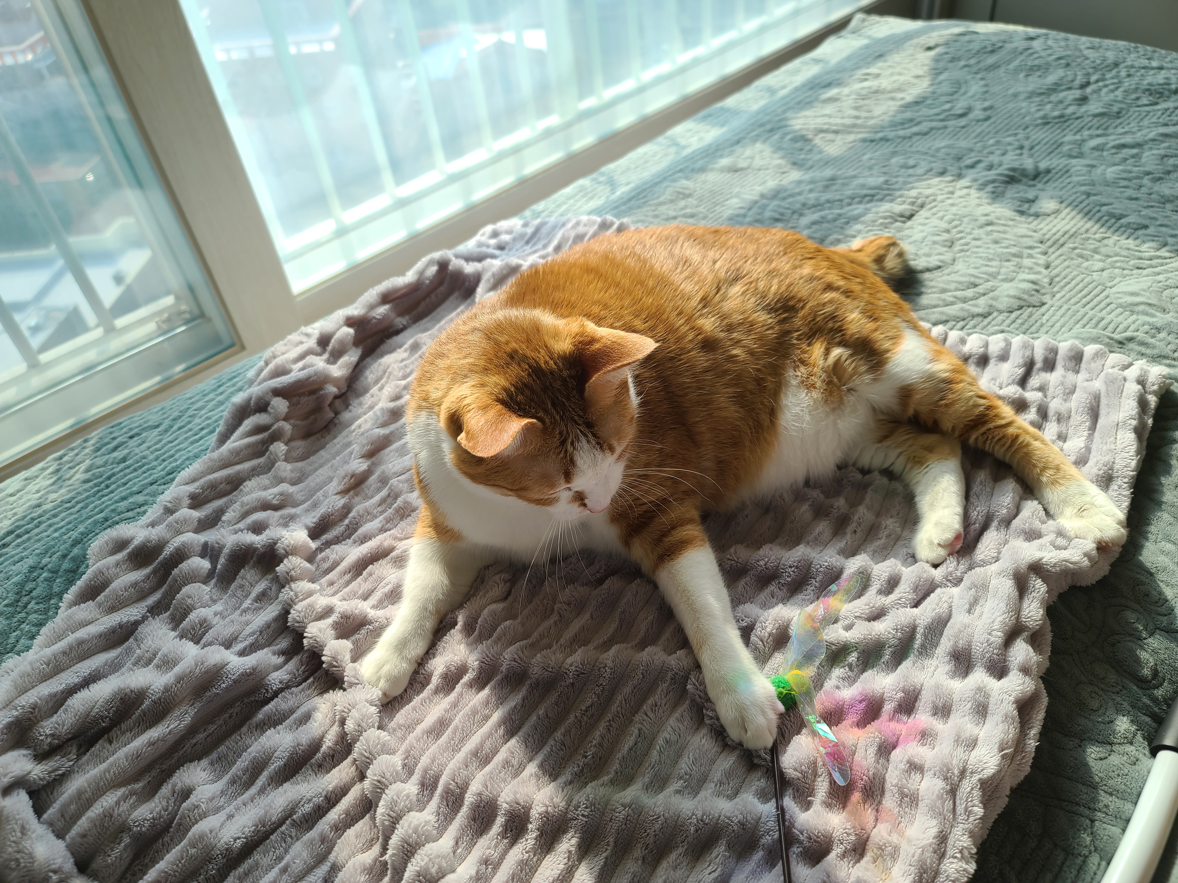 손님 접대하느라 힘들었던 고양이들(feat.체력좋은 호야)