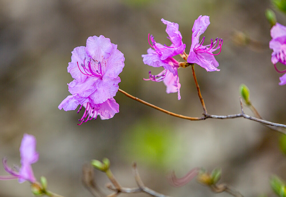 분당중앙공원 벚꽃 - 7