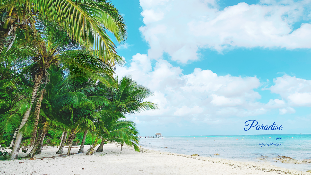 09 해변의 야자수 C - Paradise 바다배경화면