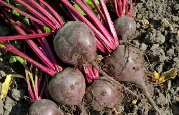 비트 가격 및 효능, 영양성분과 먹는 방법