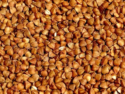 메밀차 세포 손상 예방에 도움