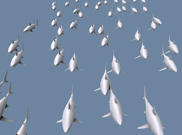 상어 떼 꿈 해몽