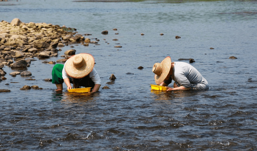 다슬기 효능을 확인하고 냇물에서 다슬기를 잡고 있는 사람들