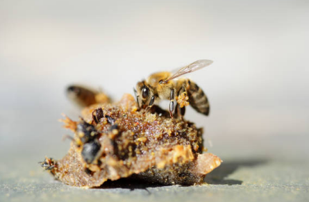 프로폴리스 효능, 부작용 총정리 (2024ver)