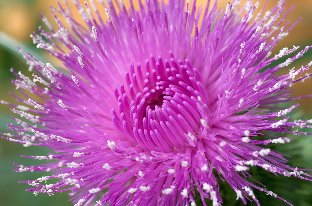 Milk thistle