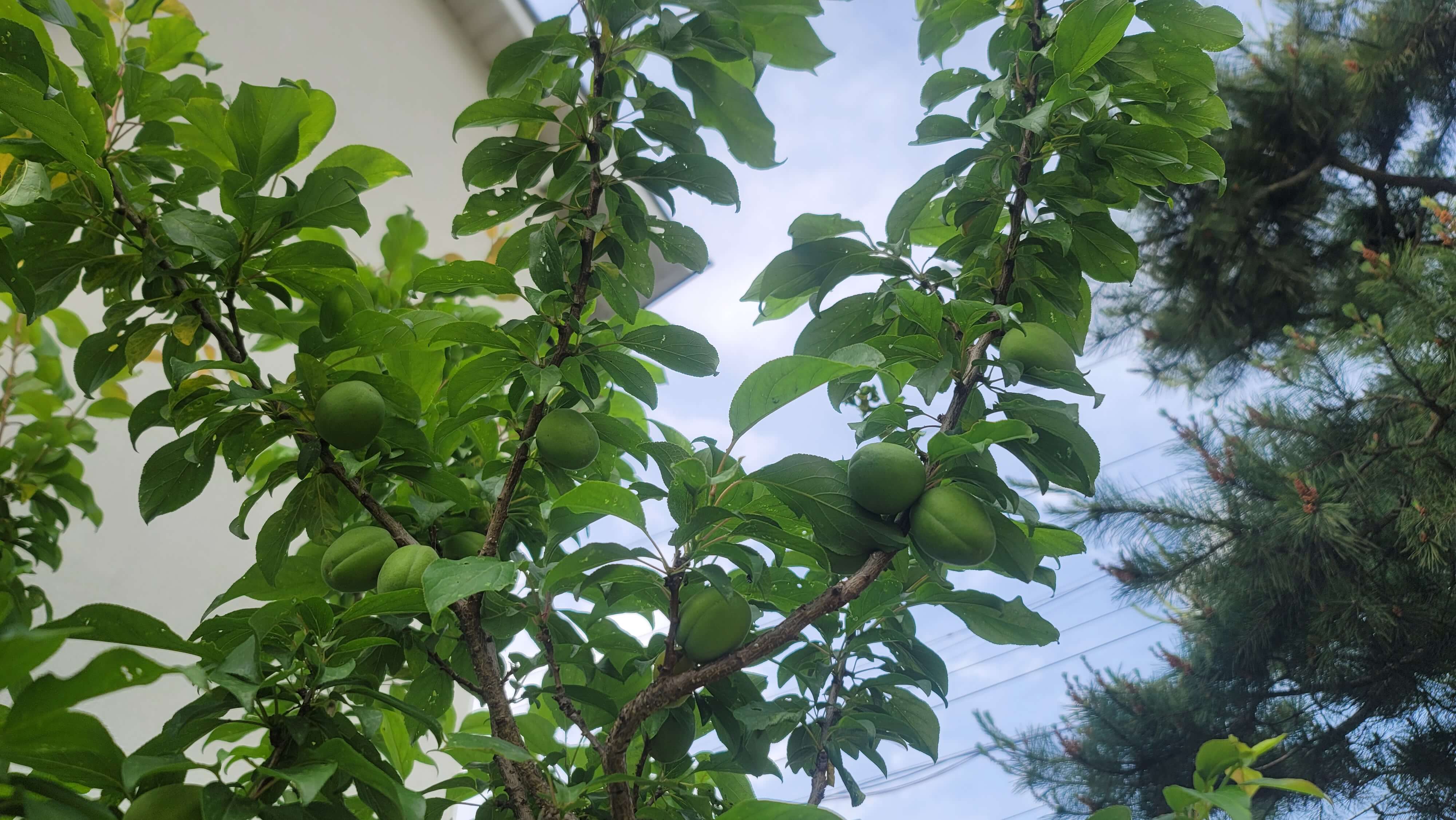 알이-굵은-매실-열매-사진