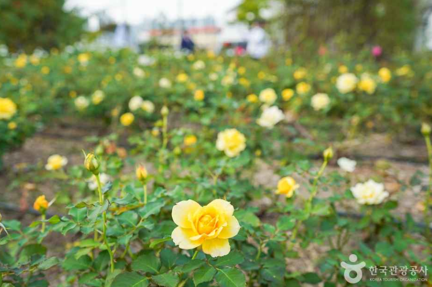 장미원 노란장미가 개화한 풍경