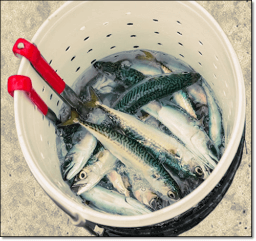 노르웨이 고등어