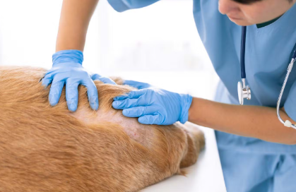 진료받는 강아지