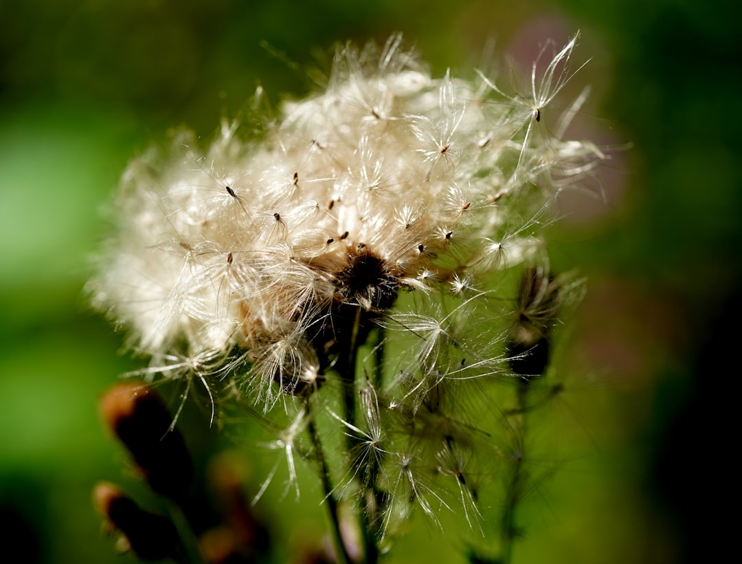 Allergy.