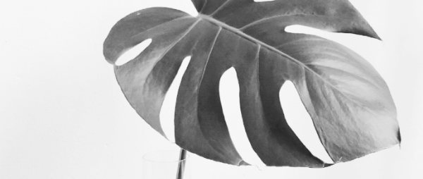 몬스테라 키우기