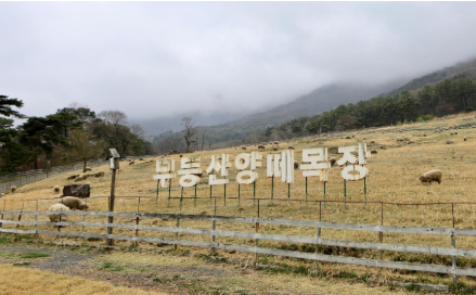 무등산 양떼목장