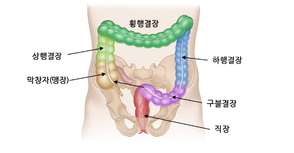 맹장의 위치