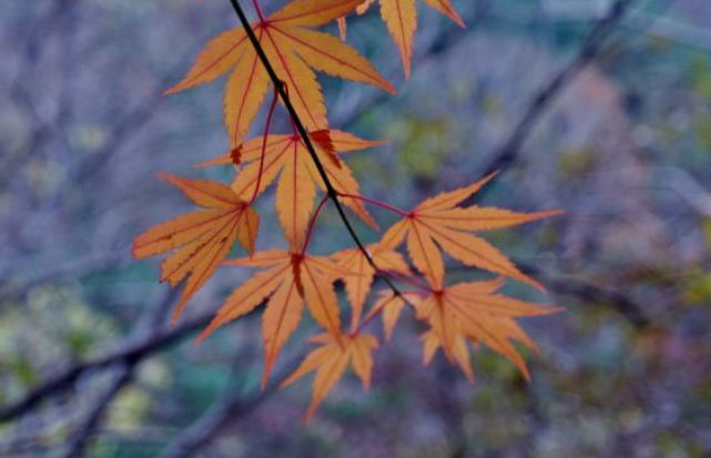 2025 가야산 단풍 절정시기 & 인생샷 명소 + 등산코스 추천