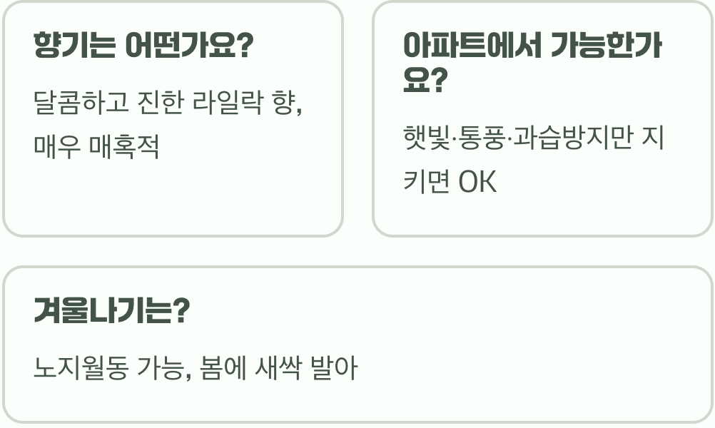 치명적인 향기, 피뿌리풀 키우기 A to Z (주의사항 포함)
