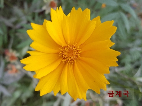 “금계국”data-ke-mobilestyle=