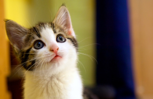 올려다보는 귀여운 아기고양이