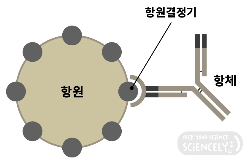 항원, 항체, 항원결정기, 면역반응, 항원항체반응, 면역체계