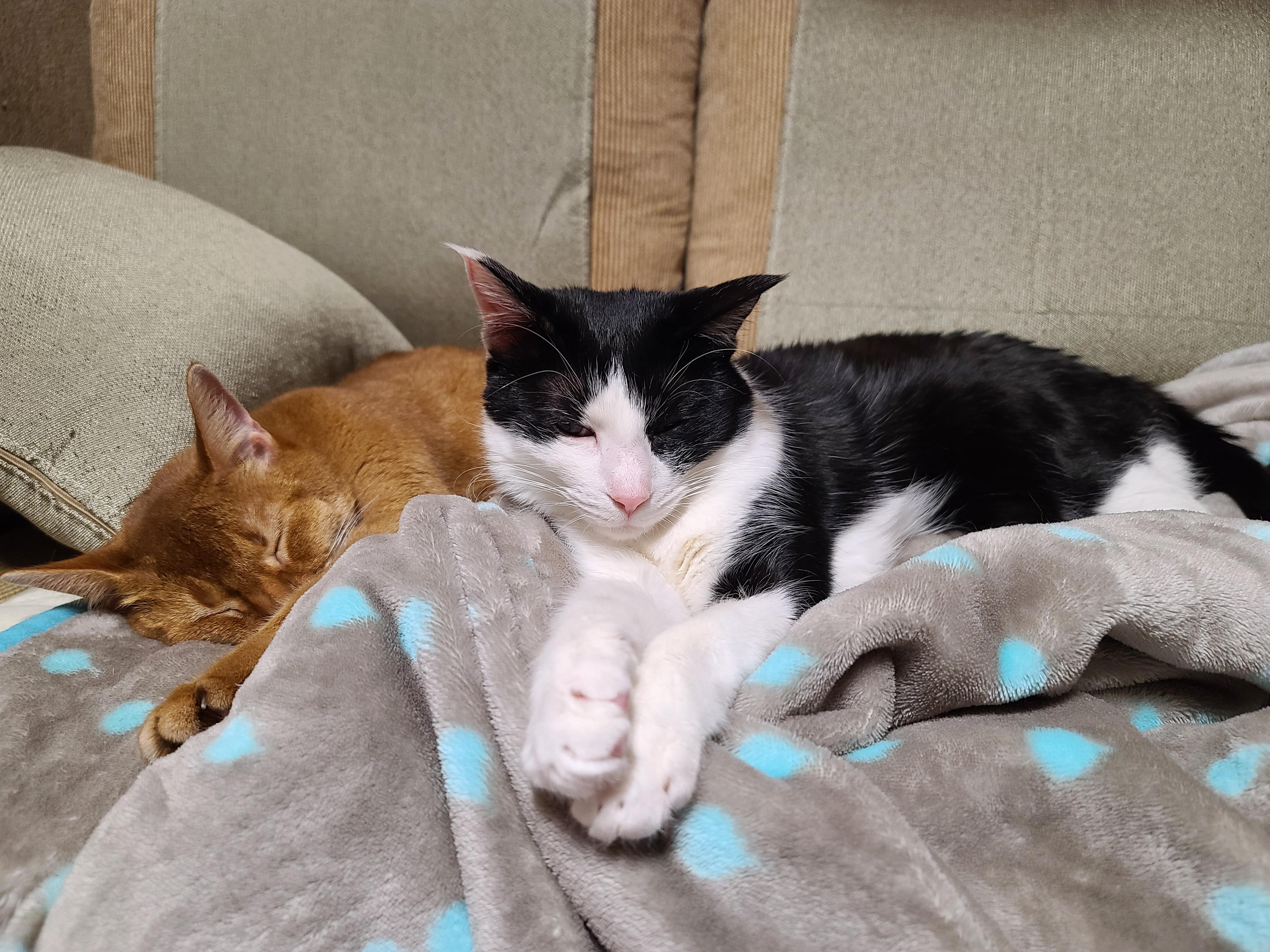 우리집 고양이들에게 전기장판은 선택이 아닌 필수! 보일러가 고장난 3일동안 아홉냥이들은...