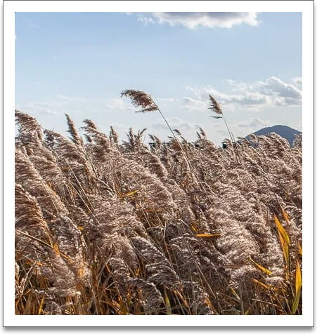 갈대