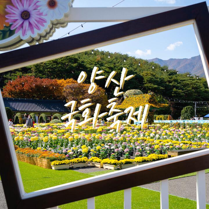 양산-국화축제-2021년