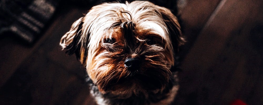 새끼 강아지 키우는법 37 이미지