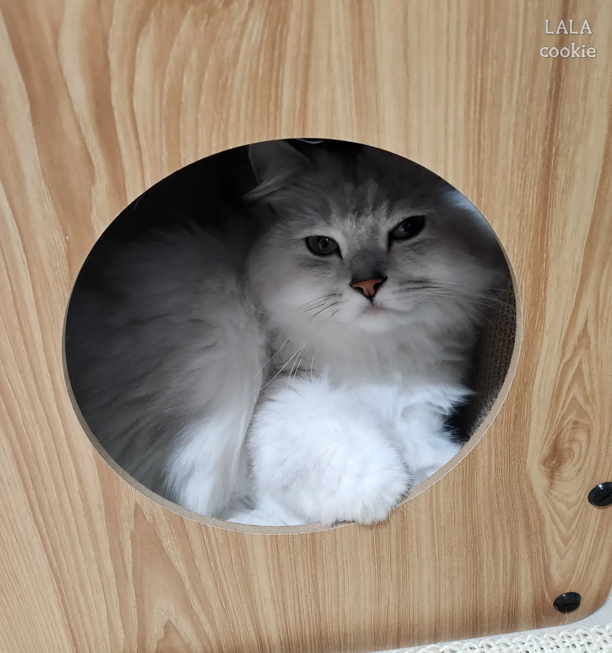 고양이-숨숨집-스크래처형-쉬는-고양이