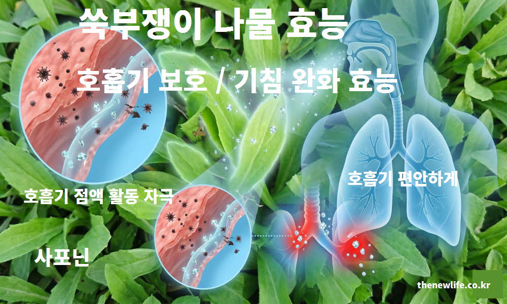 쑥부쟁이 나물 효능 호흡기 보호 기침 완화