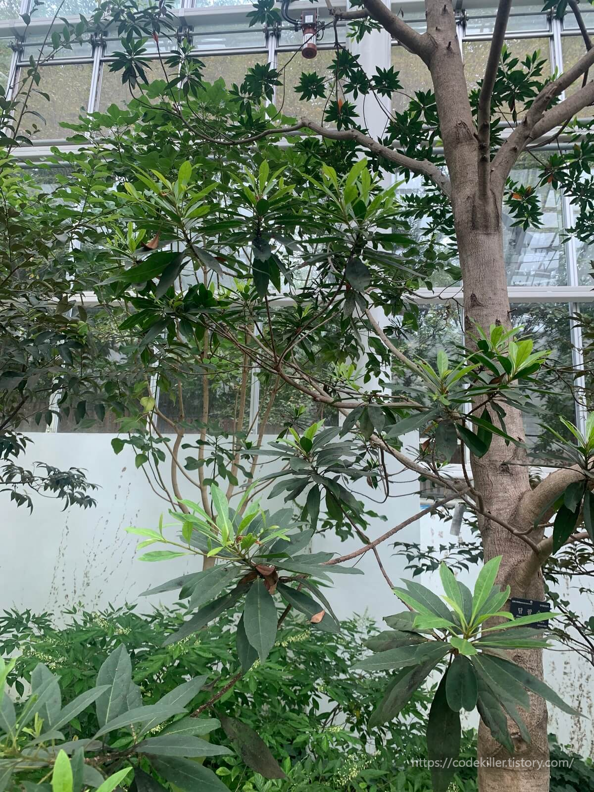 담팔수