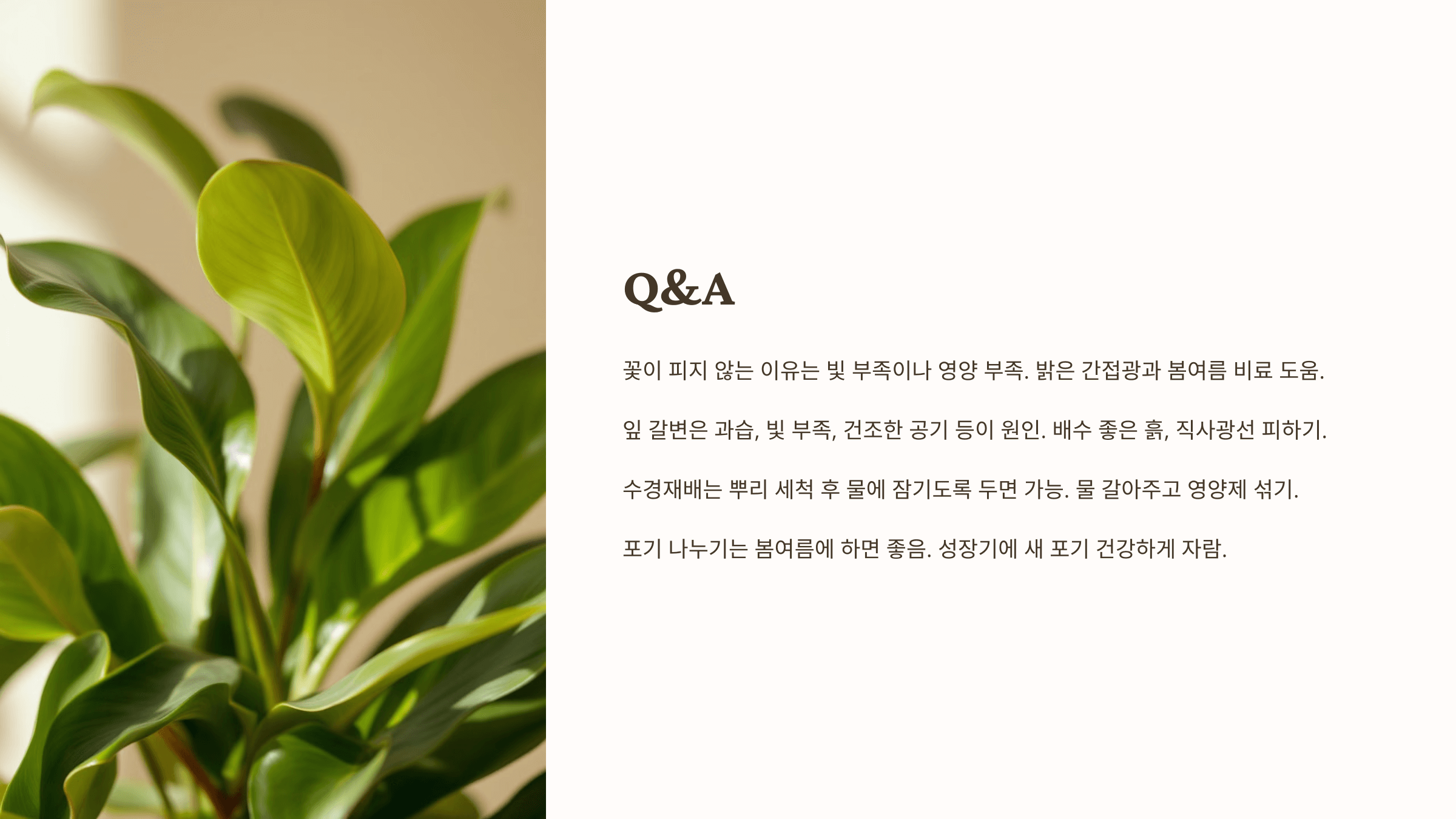 스파티필름과 관련된 사진입니다.