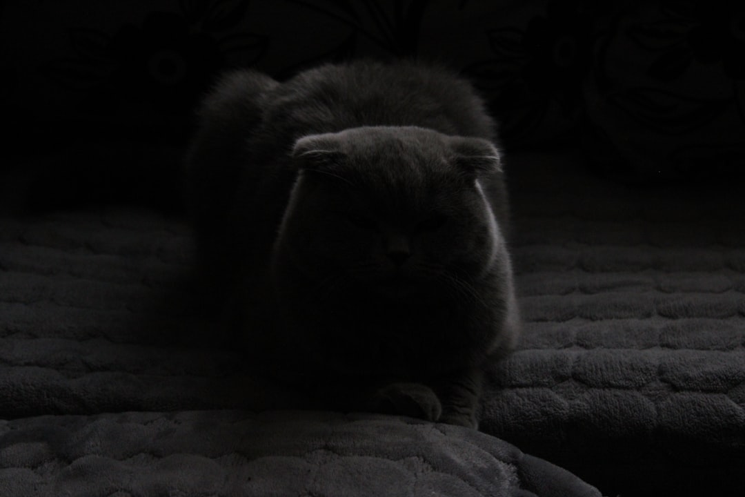 Miffy