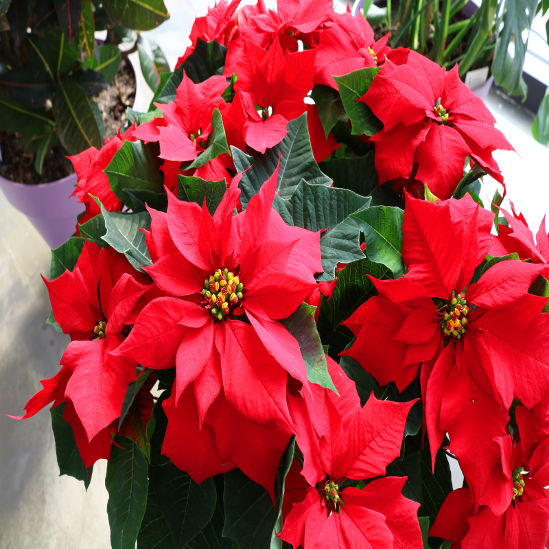 포인세티아 키우는법 키우기