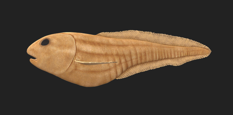 희귀 심해 생물 심해의 은밀한 포식자, 벤토스피시 탐구