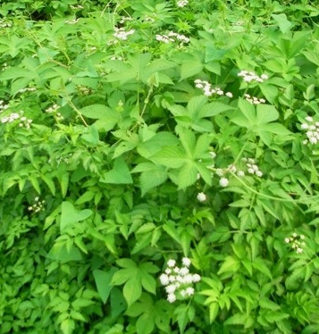 미나리 효능 부작용 고르는법 칼로리