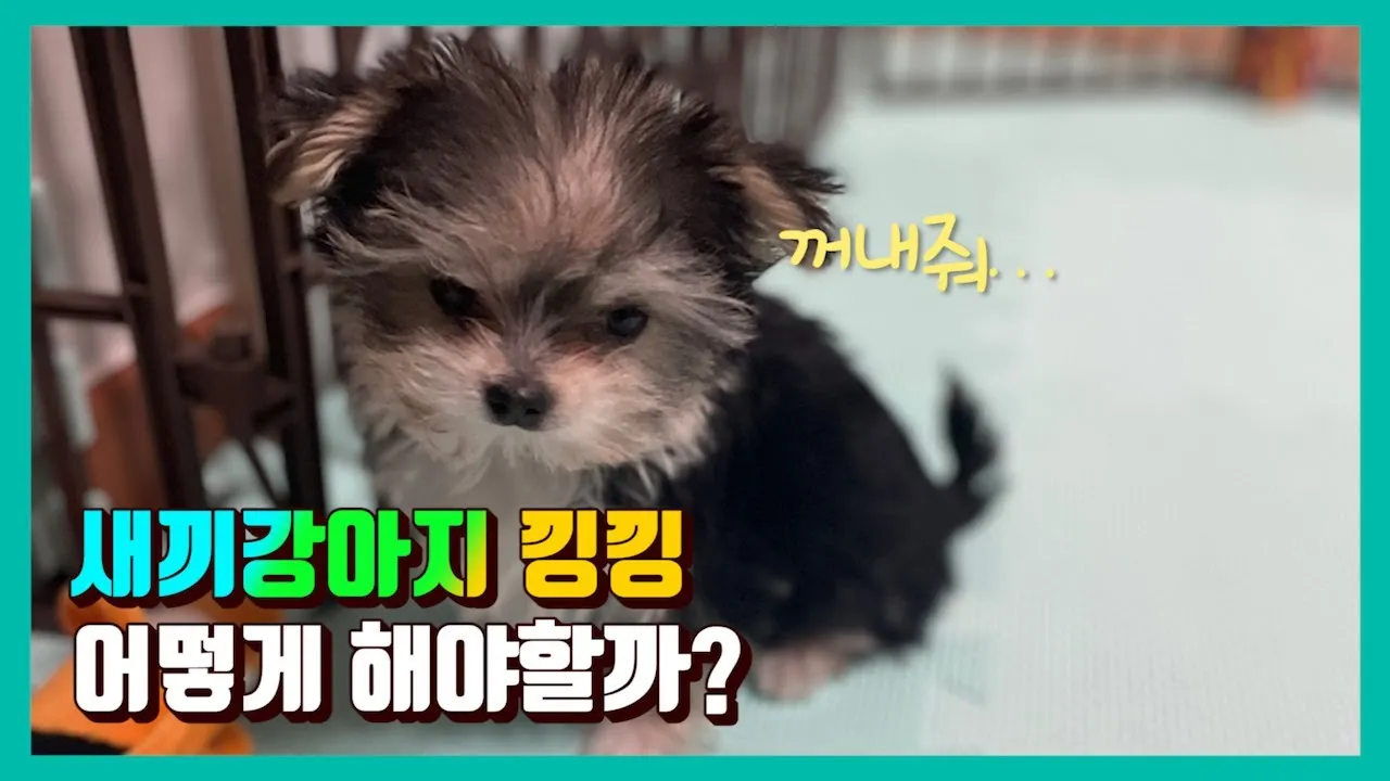 새끼강아지무료분양 멍멍이 가족 맞이 꿀팁_8