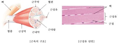 근섬유와 근육 단면 구조