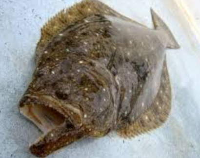 눈이 왼쪽에 달린 광어의 모습