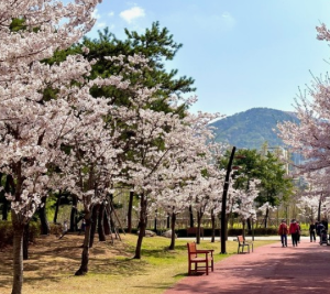 벚꽃명소