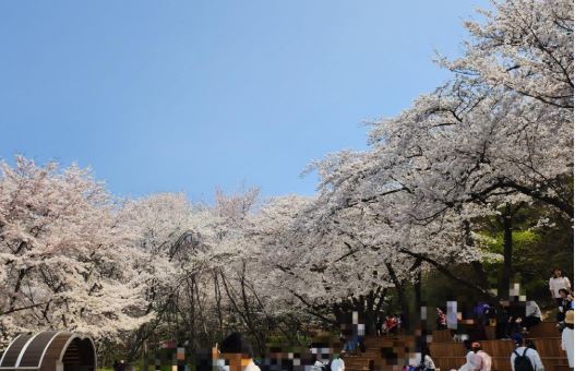서대문 벚꽃