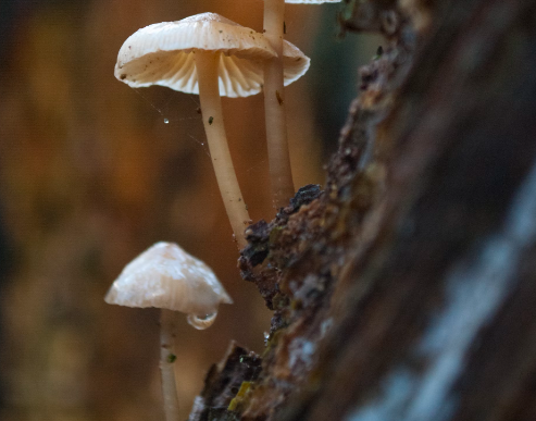 상황버섯 효능 : 간기능 개선