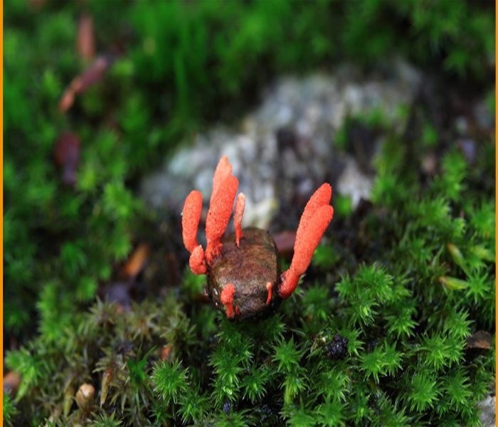 동충하초 이미지