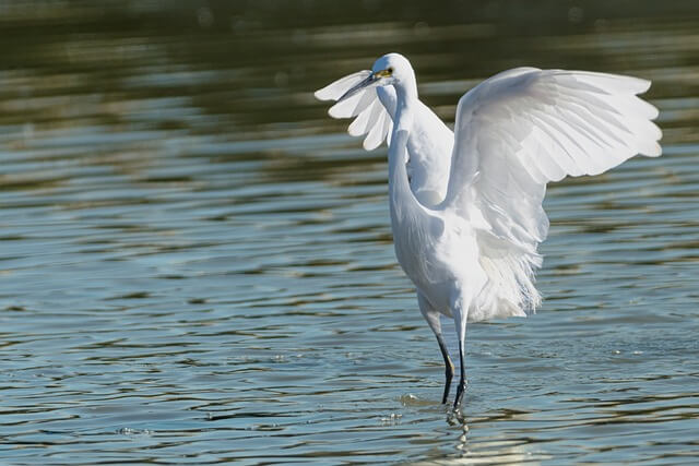 백로-나오는-꿈-풀이