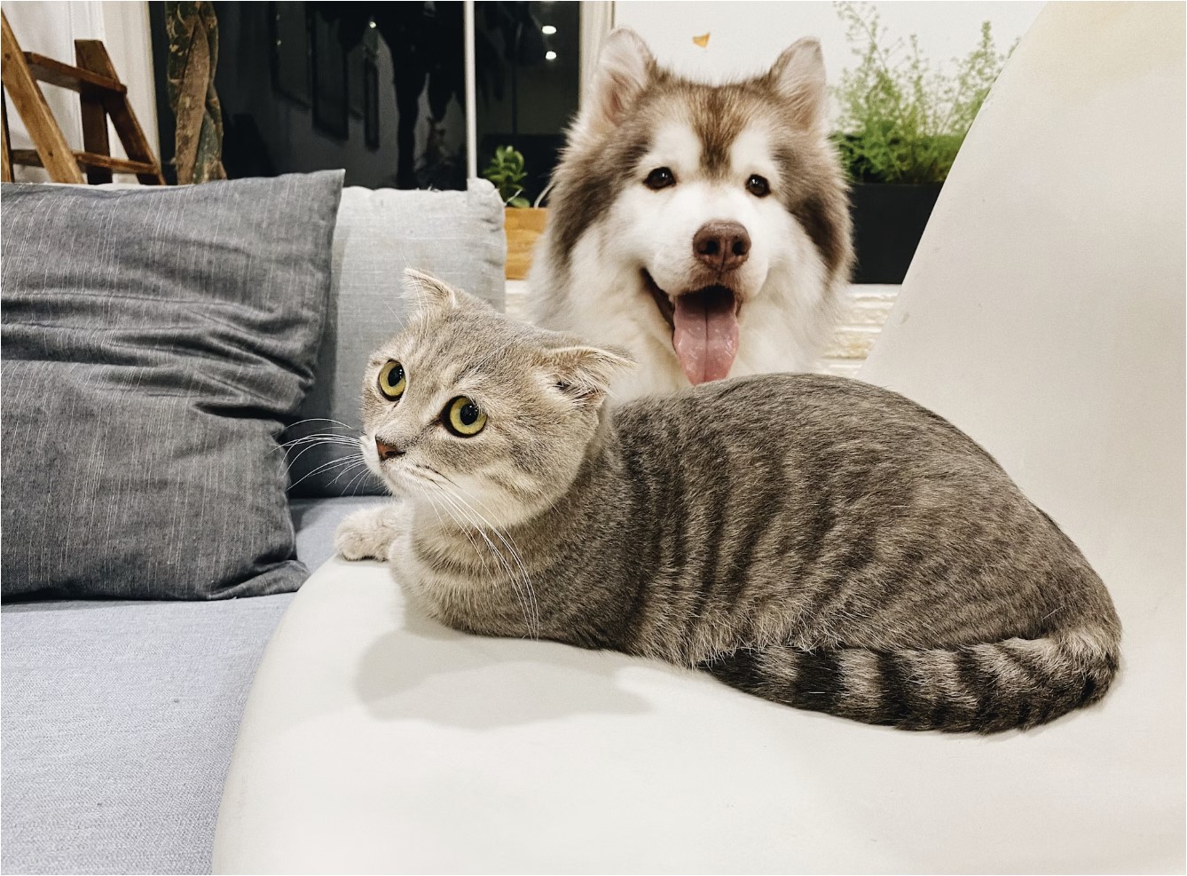 반려동물 보험종류