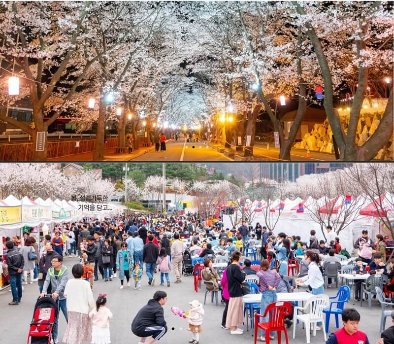 가평 벚꽃 축제사진