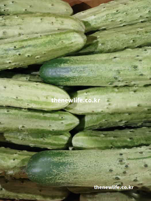 오이 효능 부작용 주의사항 칼륨